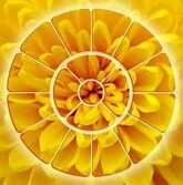 Tomas Mutis. Iš Aurovilio