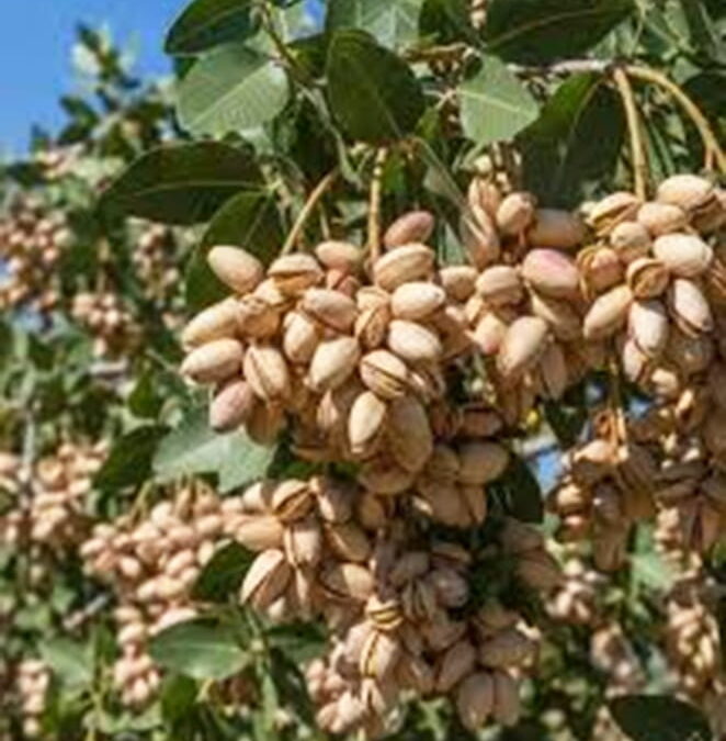 R Y Deshpande. Pistacijos pačios perskyla ant medžio.  Metafizinis esė apie mokslą ir dvasingumą