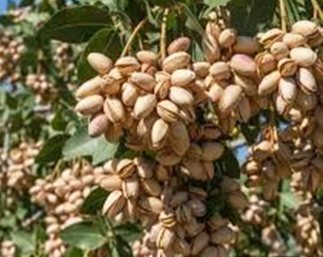 R Y Deshpande. Pistacijos pačios perskyla ant medžio.  Metafizinis esė apie mokslą ir dvasingumą